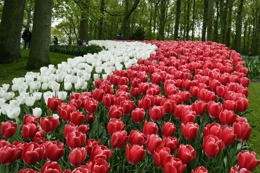Dutch tulip garden makes space for selfie generation to bloom: Keukenhof, near Amsterdam, increasingly catering to growing demand for social media content